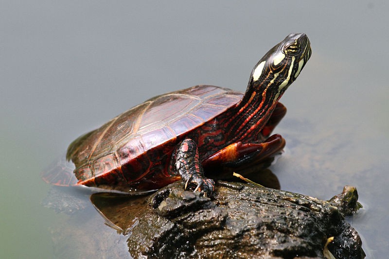 La tortue aquatique